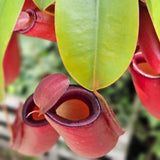 Planta Carnivora (Nepenthes) Alata Monkey Jars - 40 cm - VERDENA - 45 cm inaltime, ghiveci de 1.5 l