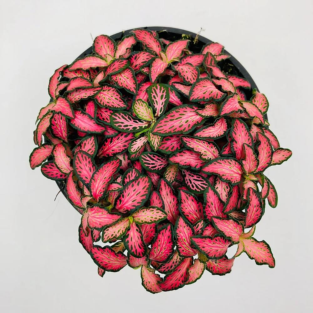 Planta cu Piele de Sarpe Fittonia Pink Minima - VERDENA-20 cm inaltime, livrat in ghiveci de 1.2 l
