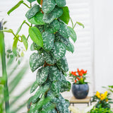 Planta Curgatoare (Scindapsus) Pictus Trebie (Cu Suport) - 150 cm