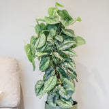 Planta Curgatoare (Scindapsus) Pictus Trebie (Cu Suport) - 150 cm
