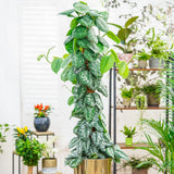 Planta Curgatoare (Scindapsus) Pictus Trebie (Cu Suport) - 150 cm