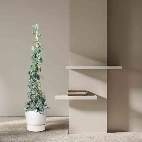 Black Friday - Reduceri Planta Curgatoare (Scindapsus) Pictus Trebie (Cu Suport) - 160 cm Promotie