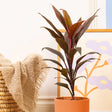 Planta Norocoasa (Cordyline fruticosa) Tango - VERDENA-55 cm inaltime, livrat in ghiveci de 4 l