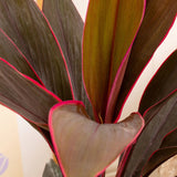 Planta Norocoasa (Cordyline fruticosa) Tango - VERDENA-55 cm inaltime, livrat in ghiveci de 4 l