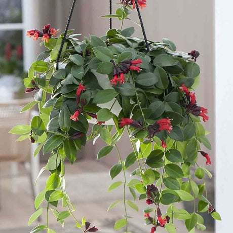 Planta Ruj (Aeschynanthus Mona Lisa) - 50 cm - VERDENA - 45 - 50 cm inaltime, ghiveci de 2 l