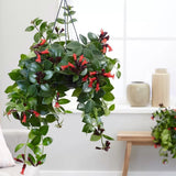 Planta Ruj (Aeschynanthus Mona Lisa) - 50 cm - VERDENA - 45 - 50 cm inaltime, ghiveci de 2 l