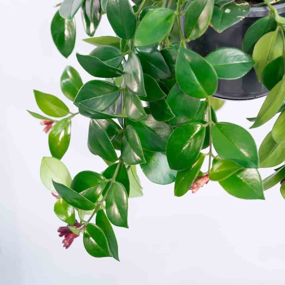 Planta Ruj (Aeschynanthus Mona Lisa) - 50 cm - VERDENA - 45 - 50 cm inaltime, ghiveci de 2 l