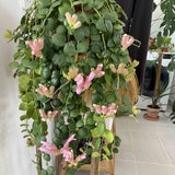 Planta Ruj (Aeschynanthus Pink Polka) - 30 - 50 cm - VERDENA - 30 - 50 cm, ghiveci de 2