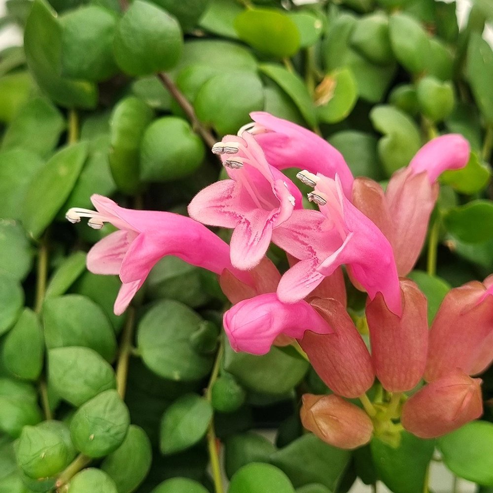 Planta Ruj (Aeschynanthus Pink Polka) - 30 - 50 cm - VERDENA - 30 - 50 cm, ghiveci de 2