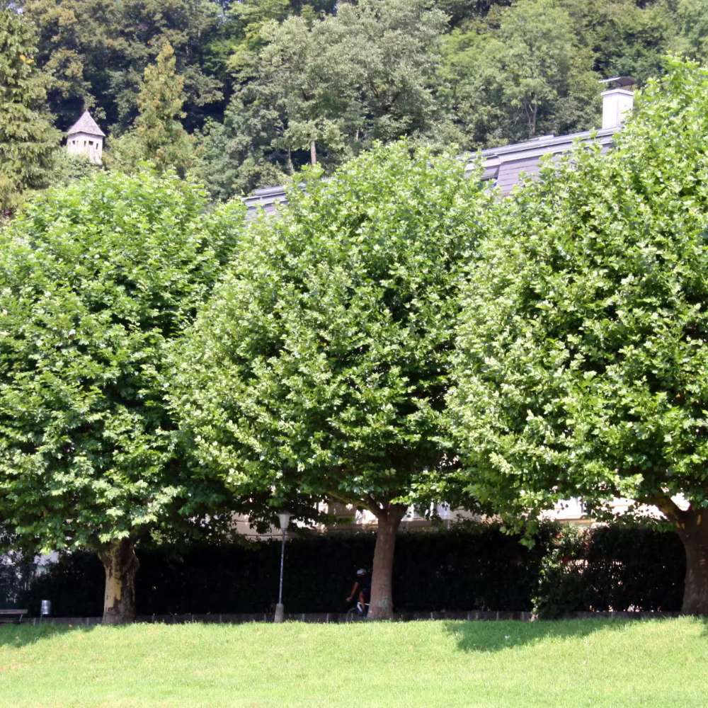 Platan de Londra (Platanus acerifolia Hispanica), copac cu scoarta decojita decorativa, frunze mari palmate, cresterea rapida, perfect pentru umbra