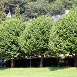 Platan de Londra (Platanus acerifolia Hispanica), copac cu scoarta decojita decorativa, frunze mari palmate, cresterea rapida, perfect pentru umbra