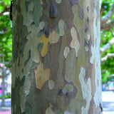 Platan de Londra (Platanus acerifolia Hispanica), copac cu scoarta decojita decorativa, frunze mari palmate, cresterea rapida, perfect pentru umbra