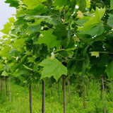 Platan Hispanic (Platanus Hispanica), cu cresterea rapida, perfect pentru umbra