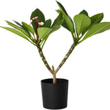 Plumeria rubra Hawaiian, 50 cm, planta de interior tropicala cu flori intens parfumate rosu