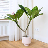 Plumeria rubra Hawaiian, 50 cm, planta de interior tropicala cu flori intens parfumate rosu