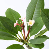 Plumeria rubra Hawaiian, 50 cm, planta de interior tropicala cu flori intens parfumate rosu