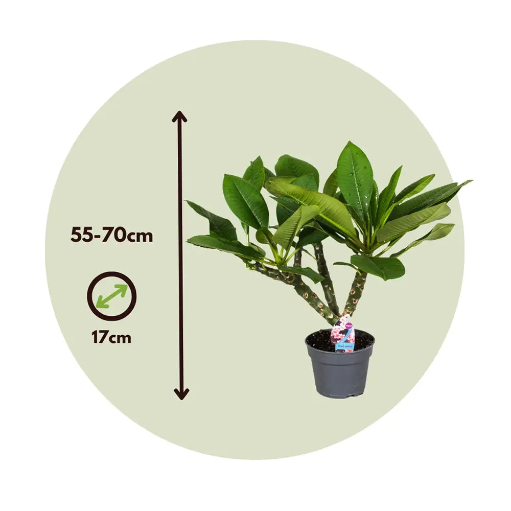 Plumeria rubra Hawaiian, 50 cm, planta de interior tropicala cu flori intens parfumate rosu
