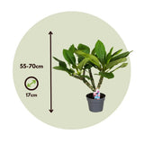 Plumeria rubra Hawaiian, 50 cm, planta de interior tropicala cu flori intens parfumate rosu