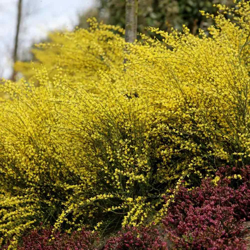 Maturica Auriu Allgold (Cytisus praecox), arbust ornamental galben intens cu inflorire timpurie, rezistent la seceta, pentru gradini insorite