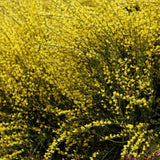Maturica Auriu Allgold (Cytisus praecox), arbust ornamental galben intens cu inflorire timpurie, rezistent la seceta, pentru gradini insorite