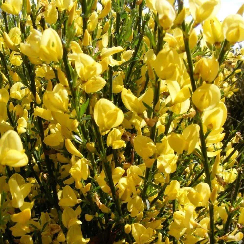 Maturica Auriu Allgold (Cytisus praecox), arbust ornamental galben intens cu inflorire timpurie, rezistent la seceta, pentru gradini insorite