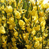Maturica Auriu Allgold (Cytisus praecox), arbust ornamental galben intens cu inflorire timpurie, rezistent la seceta, pentru gradini insorite
