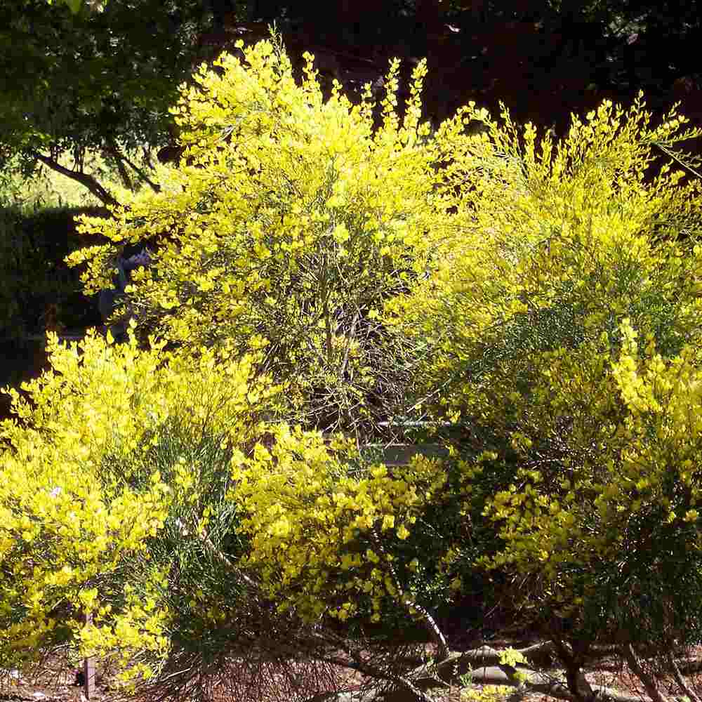 Maturica Auriu Allgold (Cytisus praecox), arbust ornamental galben intens cu inflorire timpurie, rezistent la seceta, pentru gradini insorite