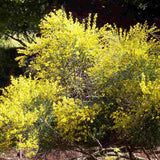 Maturica Auriu Allgold (Cytisus praecox), arbust ornamental galben intens cu inflorire timpurie, rezistent la seceta, pentru gradini insorite