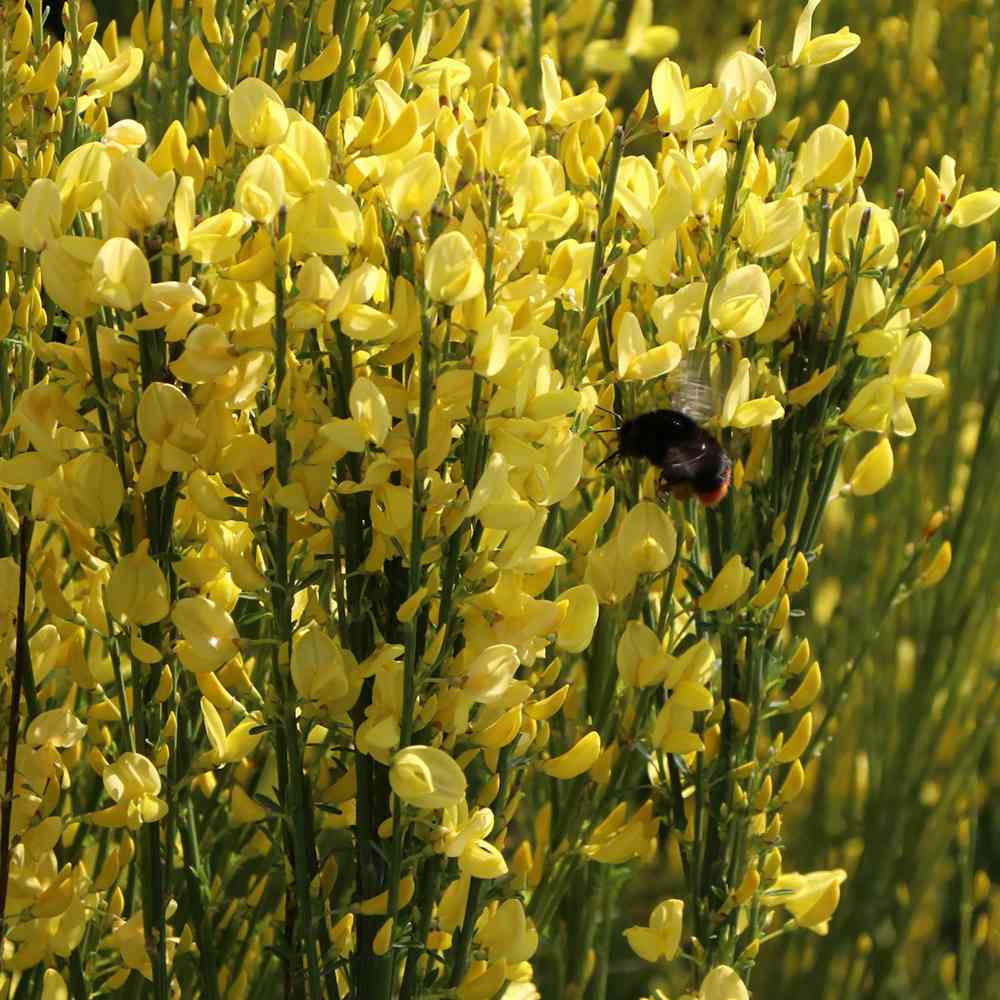 Maturica Auriu Allgold (Cytisus praecox), arbust ornamental galben intens cu inflorire timpurie, rezistent la seceta, pentru gradini insorite