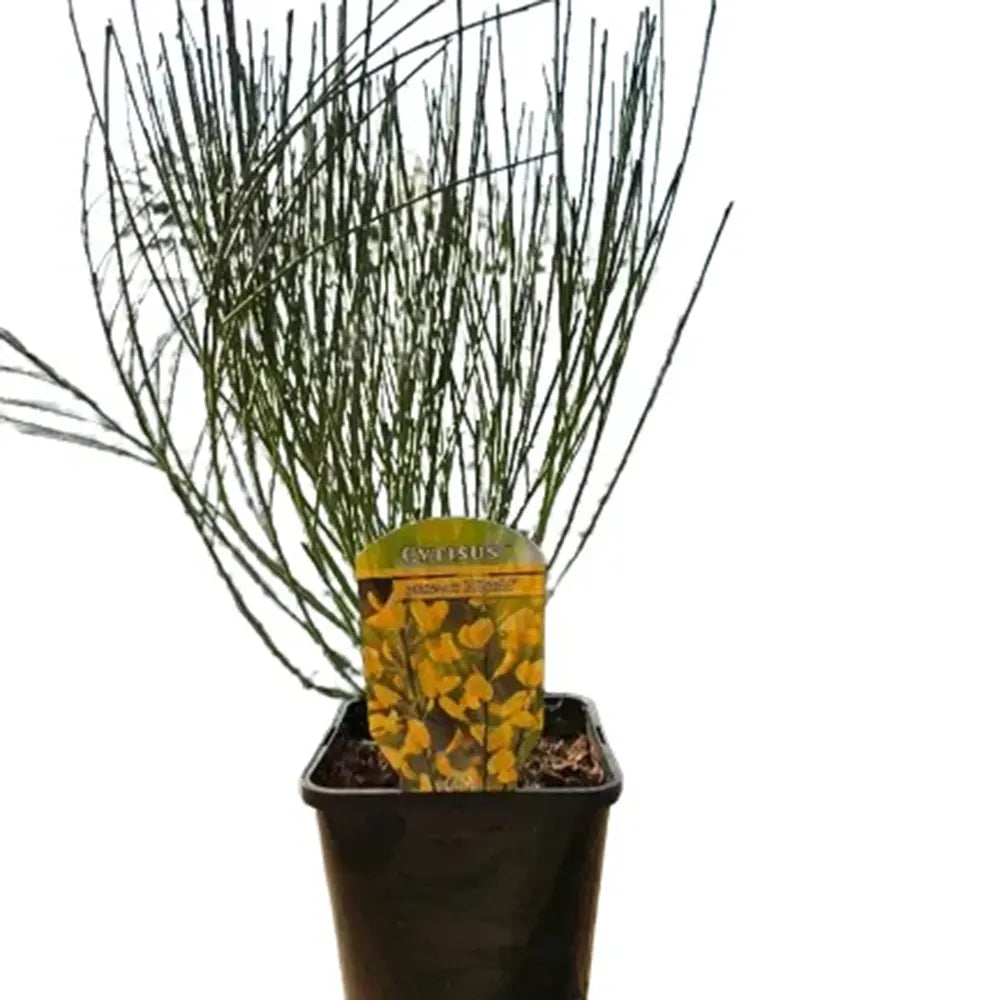 Maturica Auriu Allgold (Cytisus praecox), arbust ornamental galben intens cu inflorire timpurie, rezistent la seceta, pentru gradini insorite