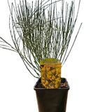 Maturica Auriu Allgold (Cytisus praecox), arbust ornamental galben intens cu inflorire timpurie, rezistent la seceta, pentru gradini insorite