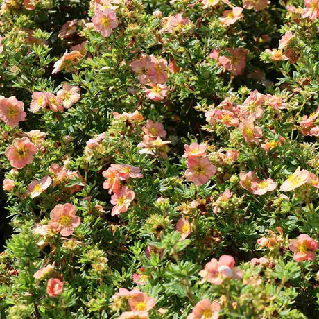 Coada Racului (Potentilla) Daydawn, arbust cu flori roz-crem, cu inflorire lunga, rezistent la seceta