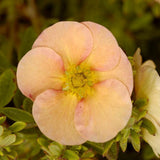 Coada Racului (Potentilla) Daydawn, arbust cu flori roz-crem, cu inflorire lunga, rezistent la seceta