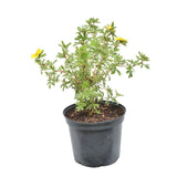 Coada Racului (Potentilla) Goldstar, arbust pitic cu flori galbene, inflorire lunga, rezistent la seceta