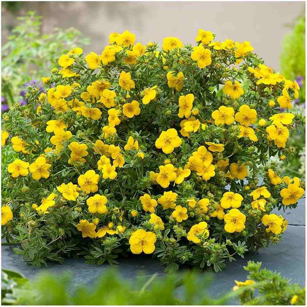 Coada Racului (Potentilla) Goldstar, arbust pitic cu flori galbene, inflorire lunga, rezistent la seceta