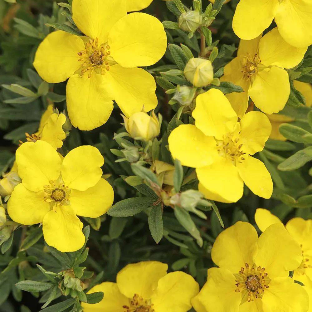 Coada Racului (Potentilla) Goldstar, arbust pitic cu flori galbene, inflorire lunga, rezistent la seceta