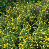 Coada Racului (Potentilla) Goldstar, arbust pitic cu flori galbene, inflorire lunga, rezistent la seceta