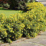 Coada Racului (Potentilla) Goldstar, arbust pitic cu flori galbene, inflorire lunga, rezistent la seceta