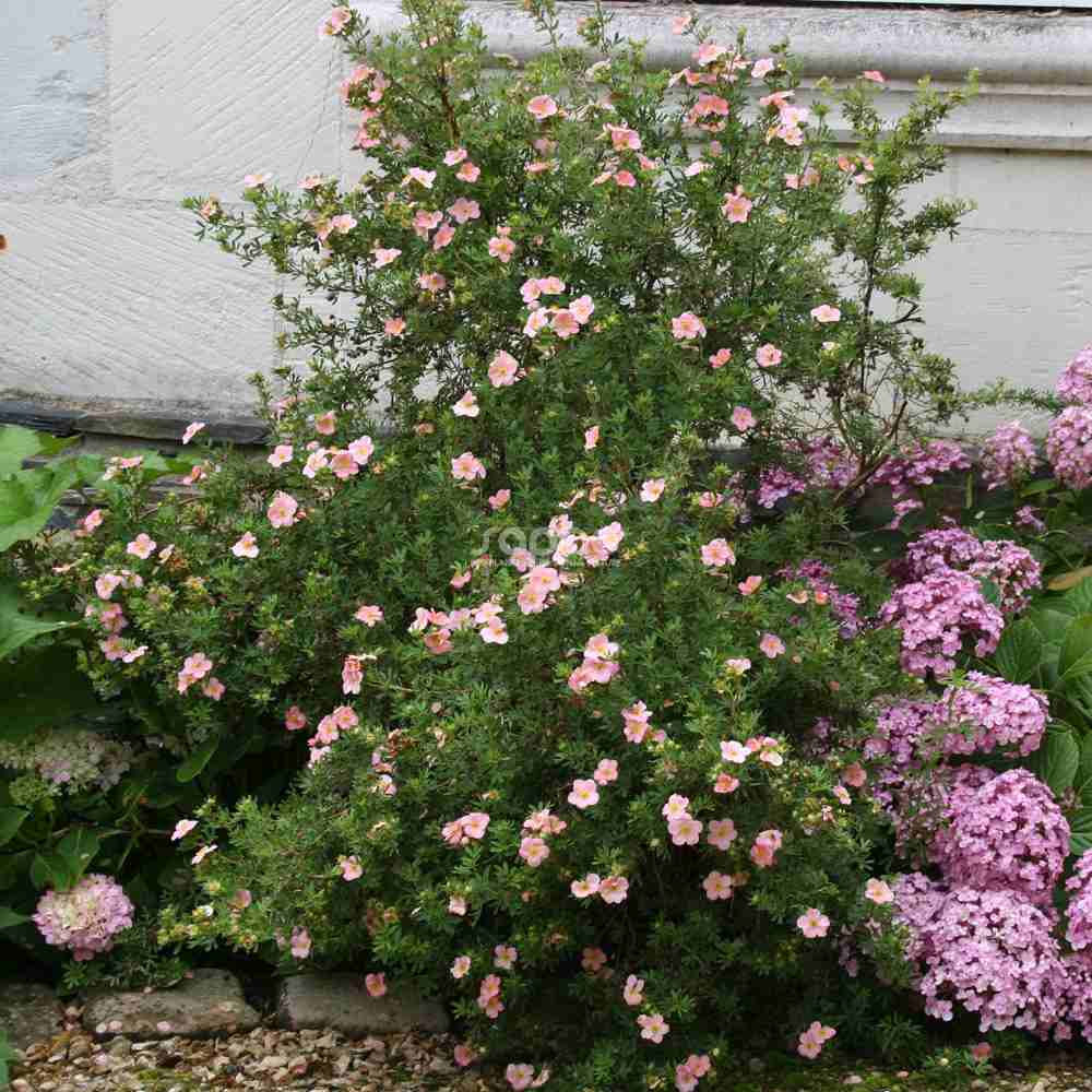 Coada Racului (Potentilla) Lovely Pink, arbust decorativ cu flori roz pal, inflorire lunga, rezistent la seceta