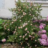 Coada Racului (Potentilla) Lovely Pink, arbust decorativ cu flori roz pal, inflorire lunga, rezistent la seceta