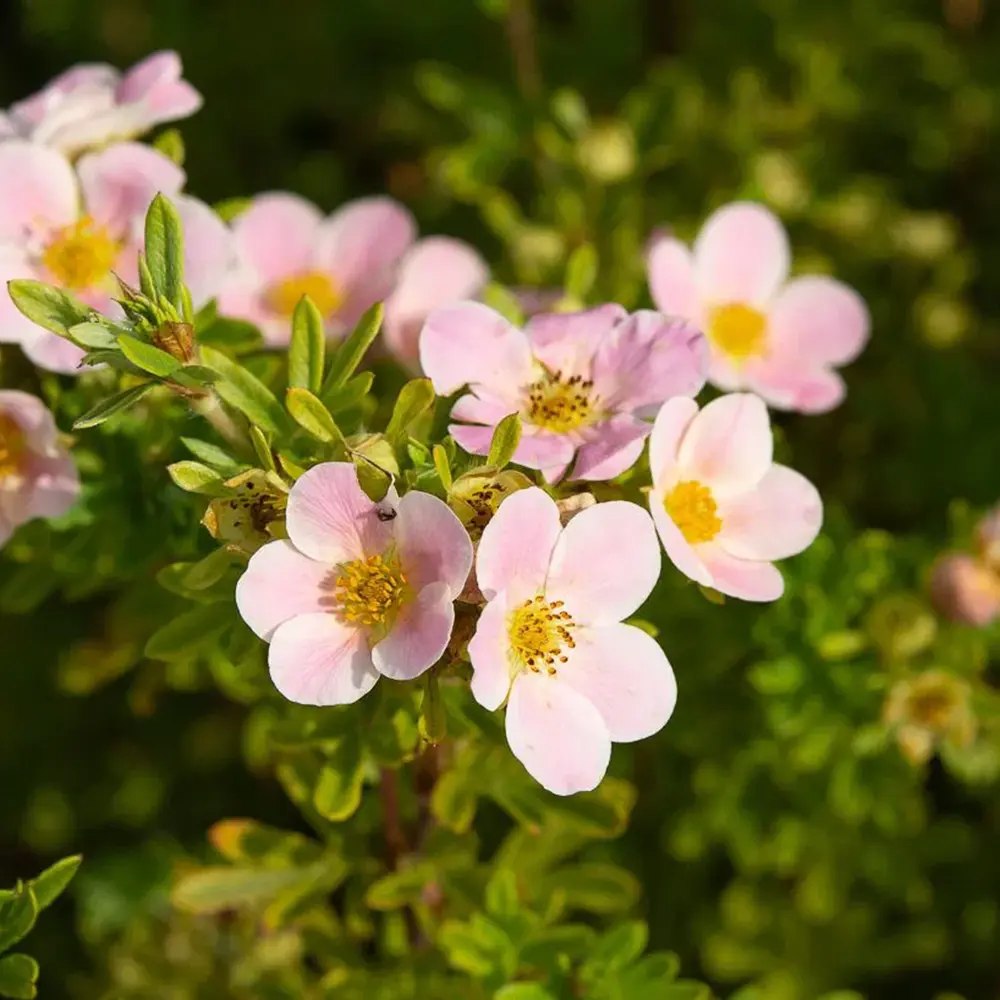 Coada Racului (Potentilla) Lovely Pink, arbust decorativ cu flori roz pal, inflorire lunga, rezistent la seceta