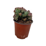 Cactus Myrtillocactus geometrizans Strictus, cactus crestat albastru-verzui-roz, planta exotica decorativa de interior