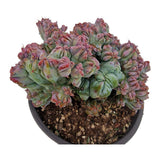 Cactus Myrtillocactus geometrizans Strictus, cactus crestat albastru-verzui-roz, planta exotica decorativa de interior