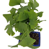 Aranjament Ginkgo Biloba Bonsai planta de interior decorativa in ghiveci albastru plat