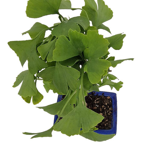 Aranjament Ginkgo Biloba Bonsai planta de interior decorativa in ghiveci albastru plat