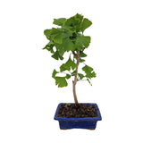 Aranjament Ginkgo Biloba Bonsai planta de interior decorativa in ghiveci albastru plat