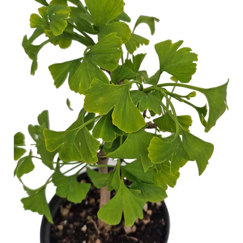 Aranjament Bonsai Ginkgo Biloba, planta de interior decorativ, frunze aurii toamna