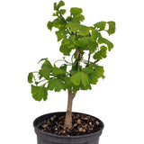 Aranjament Bonsai Ginkgo Biloba, planta de interior decorativ, frunze aurii toamna