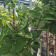 Hortensie paniculata Phantom Tip Copacel, cu flori albe conice mari, devin roz-pal