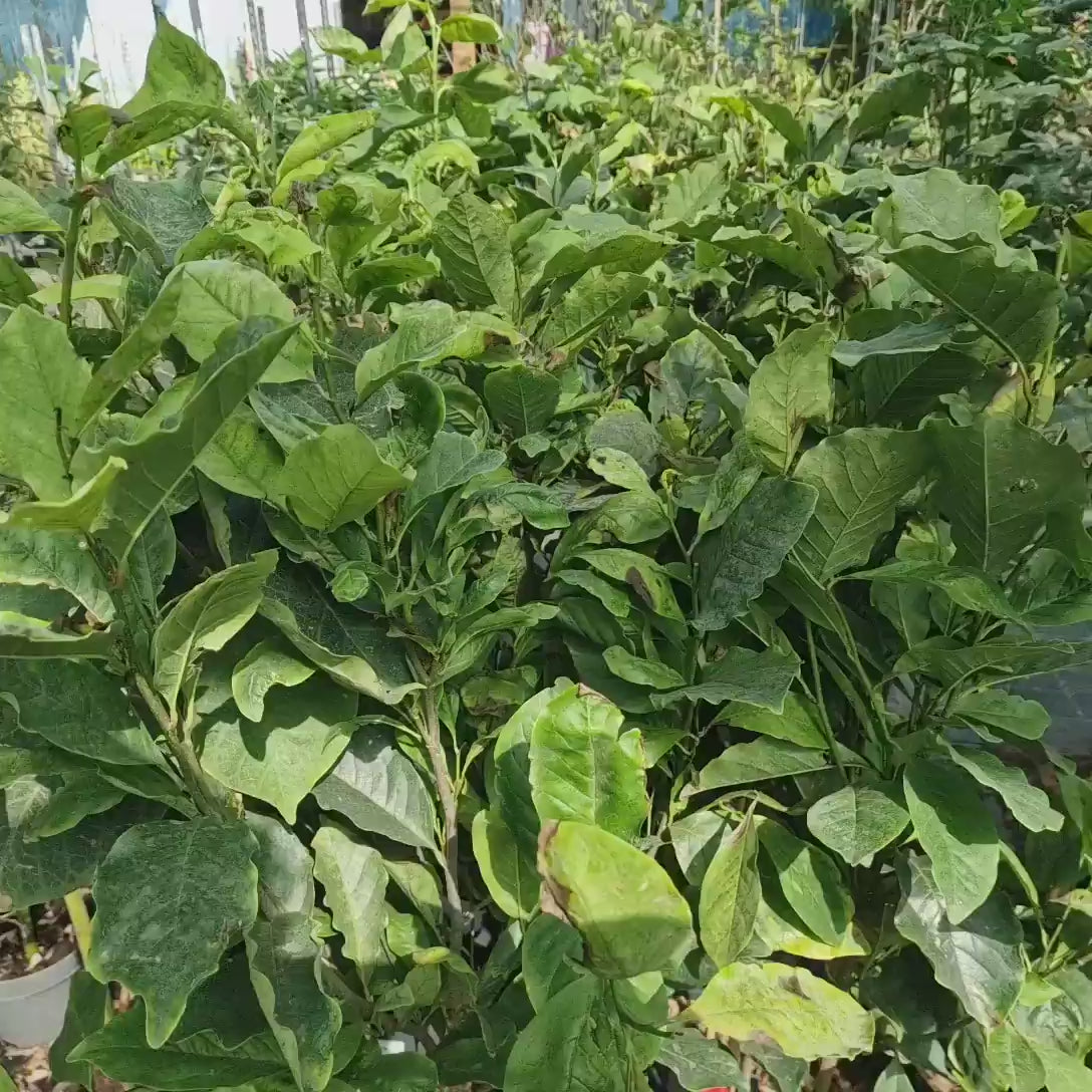 Magnolie Susan, tip copac, flori roz inchis parfumate, arbore ornamental rezistent